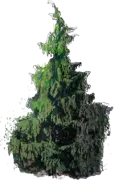 Plant - Weeping Nootka Cypress