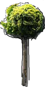 Plant - Chamaecyparis obtusa Aurea
