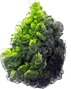Plant - Japanese cypress \u0027Nana Gracilis\u0027