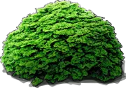 Plant - Hinoki Cypress \u0027Pygmaea\u0027