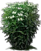 Plant - White Turtlehead