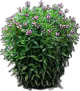 Plant - Pink Turtlehead