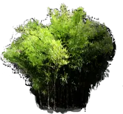 Plant - Chimonobambusa marmorea