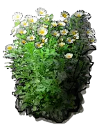 Plant - Chrysanthemum coronary