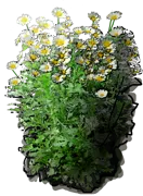Plant - Chrysanthemum coronary