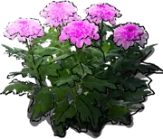 Plant - Chrysanthemum If \u0027Helena Orchid\u0027