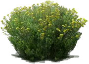 Plant - Yellow Rabbitbrush