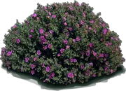Plant - Pink Rock Rose
