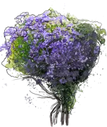 Plant - Clematis \u0027General Sikorski\u0027