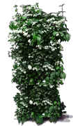 Plant - Bleeding Heart Vine