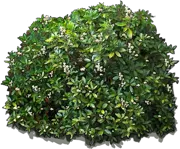 Plant - Japanese Cleyera