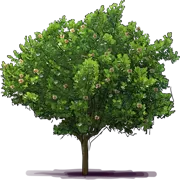 Plant - Scotch Attorney