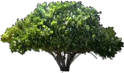 Plant - Coccoloba uvifera