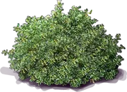 Plant - Mirror Plant \u0027Marble Queen\u0027