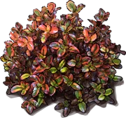 Plant - Tequila Sunrise Coprosma