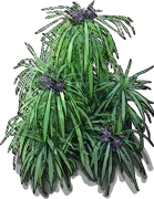 Plant - Palm Lily
