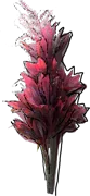 Plant - Cordyline terminalis \u0027Ti\u0027