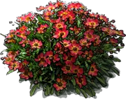 Plant - Coreopsis Litlle Penny