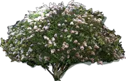 Plant - Lagerstroemia indica Acoma