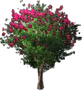 Plant - Lagerstroemia indica archeriana