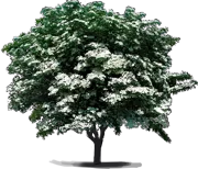 Plant - Hybrid dogwood