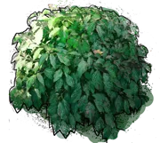 Plant - Red osier dogwood