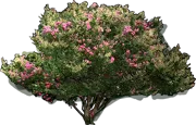 Plant - Lagerstroemia Tonto