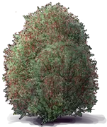 Plant - Wire\u002DNetting Bush