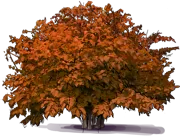 Plant - American Hazelnut