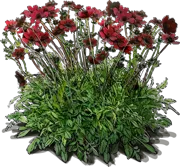 Plant - Chocolate Cosmos