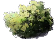 Plant - Smoketree