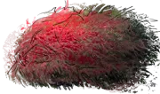 Plant - Rock Cotoneaster