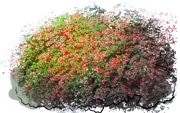 Plant - Coral Beauty Cotoneaster