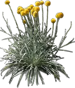 Plant - Billy Buttons
