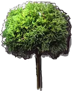 Plant - Cryptomeria japonica Globosa Nana