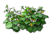 Plant - Horned Melon