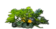 Plant - Musquee De Provence Pumpkin