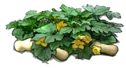 Plant - Butternut squash
