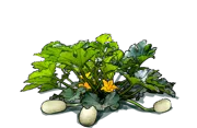 Plant - Spaghetti squash