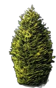 Plant - Monterey Cypress