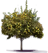 Plant - Quince \u0027Aromatnaya\u0027