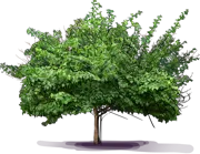Plant - Havran Quince