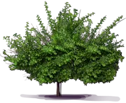 Plant - Pineapple Quince