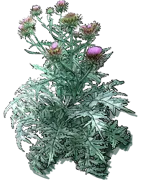 Plant - Globe artichoke