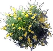 Plant - Common Broom