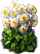 Plant - Dahlia anemone