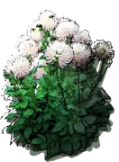 Plant - Dahlia cactus\u0027Playa Blanca\u0027