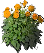Plant - Dahlia hybrid Jowey Linda
