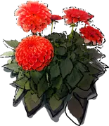 Plant - Dahlia pompoms \u0027Downham Royal\u0027
