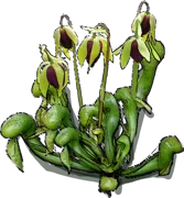 Plant - Darlingtonia californica